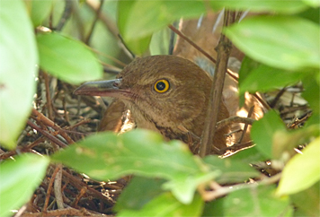 brown thrasher