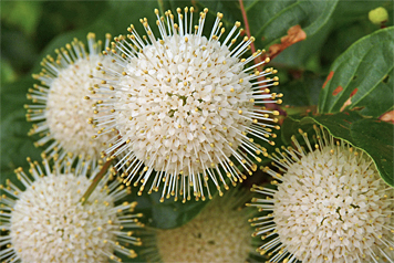 buttonbush