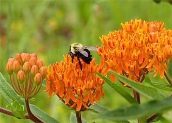 butterfly weed