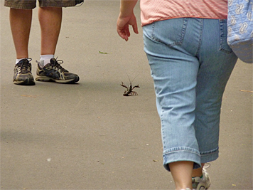 craw60090_s crawfish
