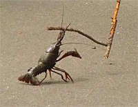 craw60091_s crawfish