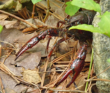 crawfish