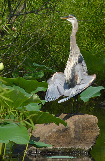 gbh