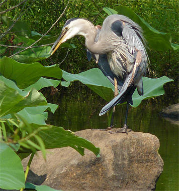 gbh