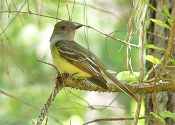 gc flycatcher