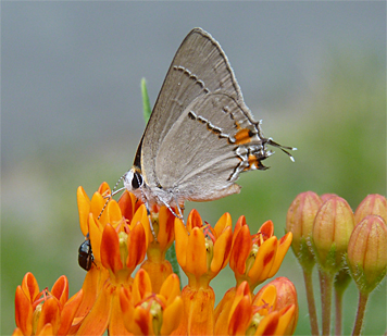 greyhair60280_s grha