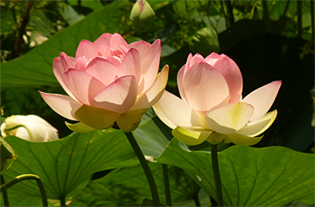 lotus