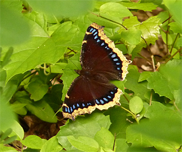 mcloak50963_s mocl