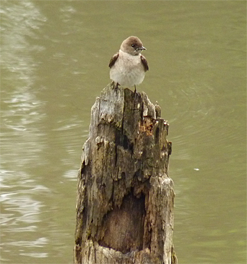 rgh wing swallow