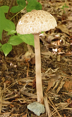 parasol mushroom