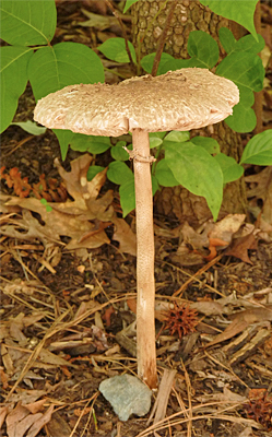 parasol mushroom