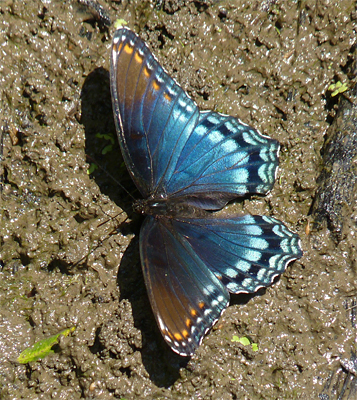 rspurple50478_s rspu