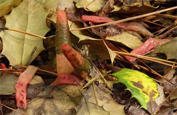 stinkhorn