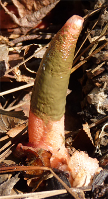 stinkhorn