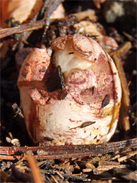 stinkhorn egg