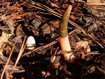 stinkhorn