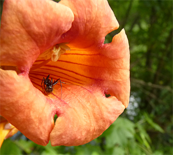 trumpet vine