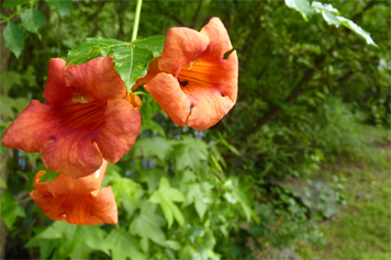 trumpet vine