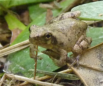 gray treefrog juv