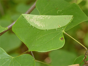 redbud leaf