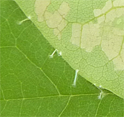 redbud leaf