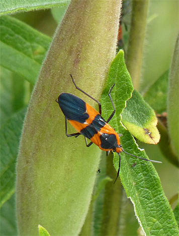 l milkweed bug