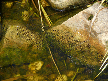 frog eggs