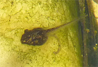 tadpole