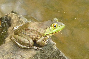 bullfrog