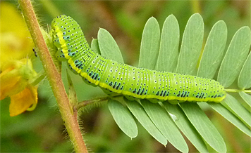 closu larva