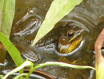 green frog