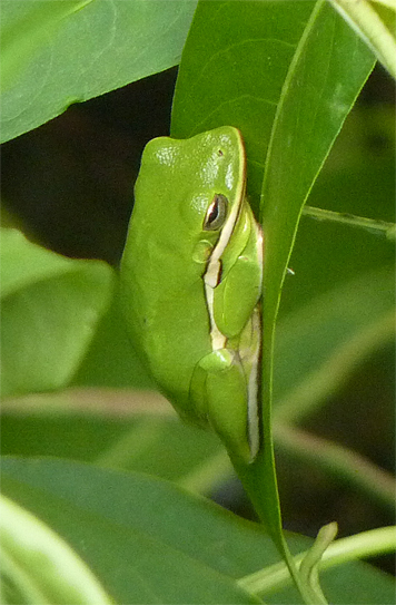 green treefrog