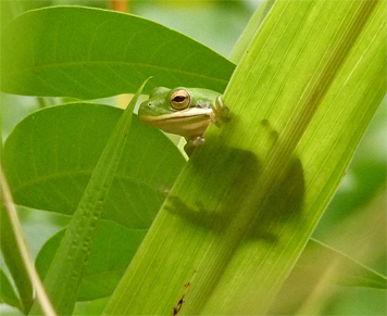 green treefrog