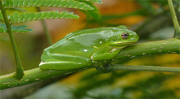 green treefrog