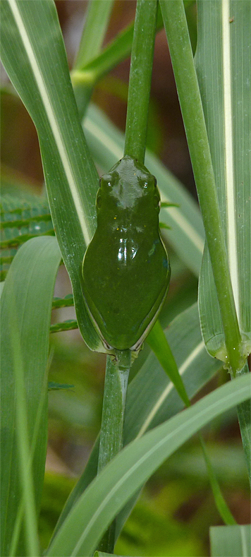 green treefrog