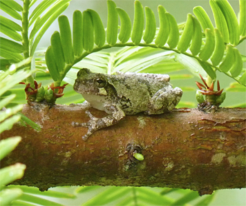 gray treefrog