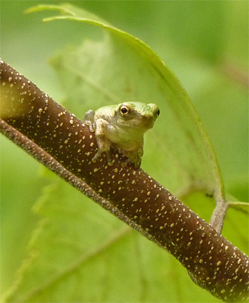 gray treefrog