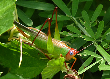 katydid