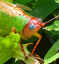 katydid