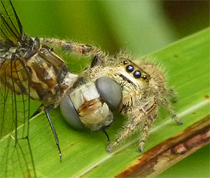 jumping spider w/prey