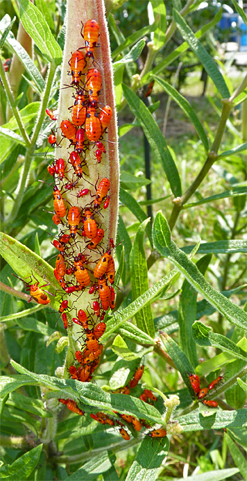 mweed bug nymphs