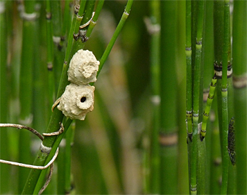 potter wasp