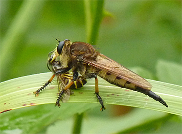 robber fly