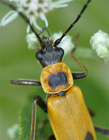 soldier beetle