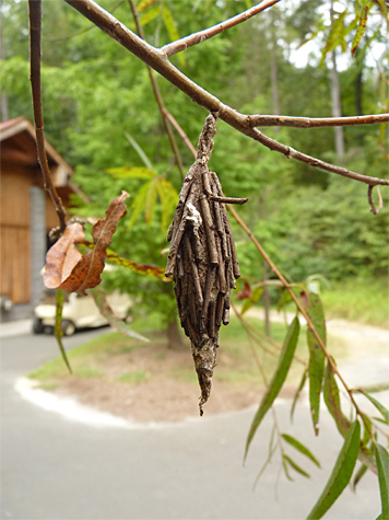 bagworm