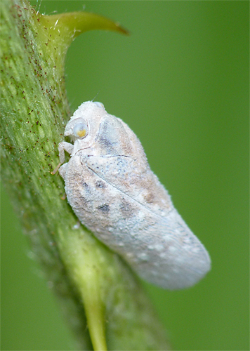 planthopper