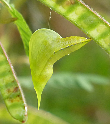 cloudless pupa