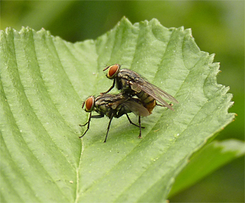 flesh flies