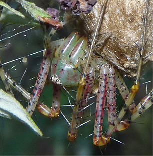 green lynx