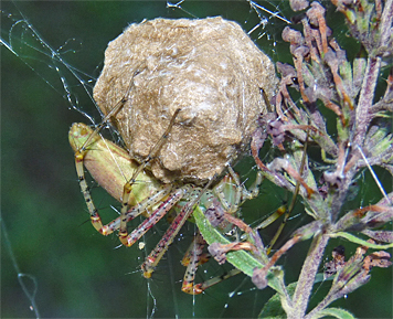 lynx spider